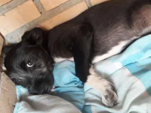 Cachorro raça SRD idade 2 a 6 meses nome Snow
