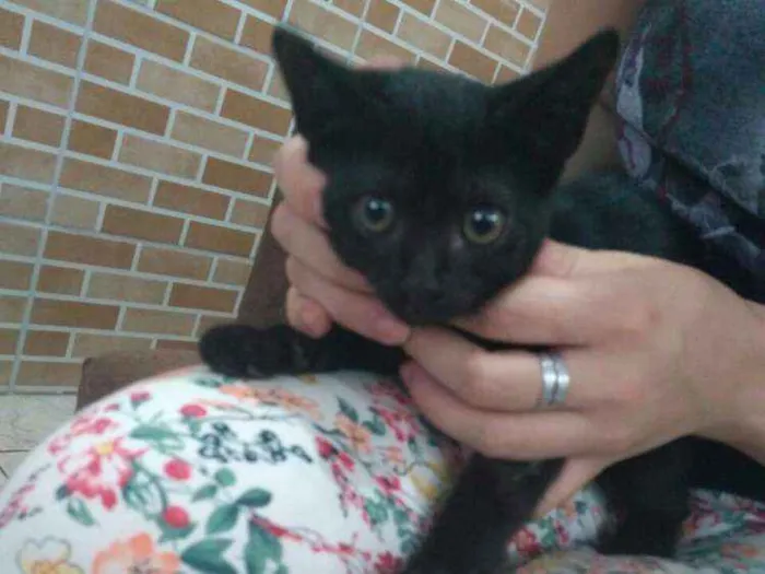 Gato ra a SRD idade 2 a 6 meses nome Mulata