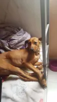 Nala