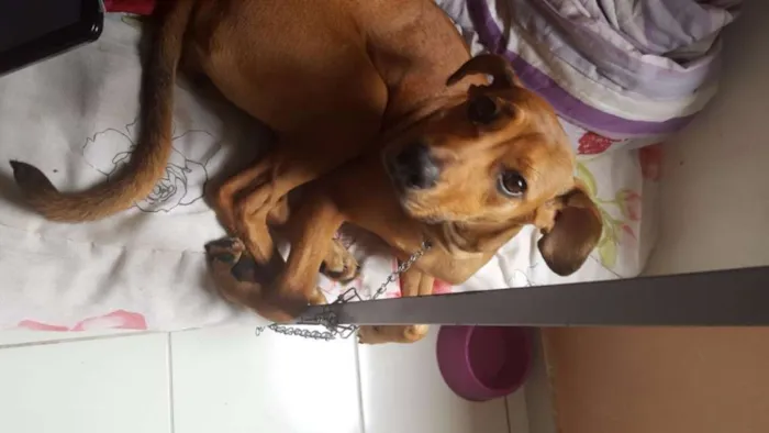 Cachorro ra a Mestiço (labrador) idade 7 a 11 meses nome Nala