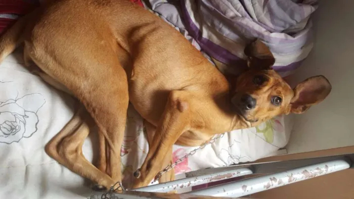Cachorro ra a Mestiço (labrador) idade 7 a 11 meses nome Nala