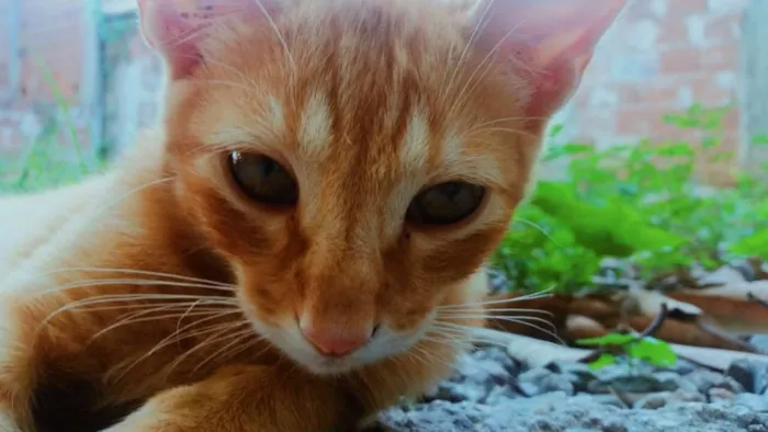 Gato raça Não sei. idade 1 ano nome Jack