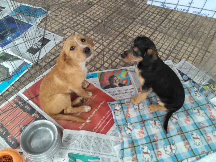 Cachorro ra a SRD idade 2 a 6 meses nome Filhotes