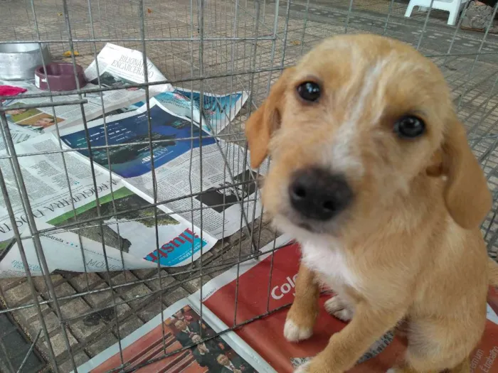 Cachorro ra a SRD idade 2 a 6 meses nome Filhotes