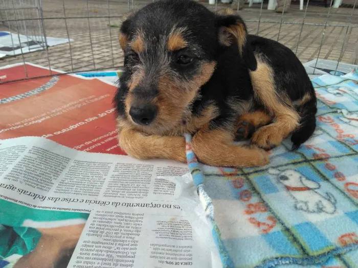 Cachorro ra a SRD idade 2 a 6 meses nome Filhotes