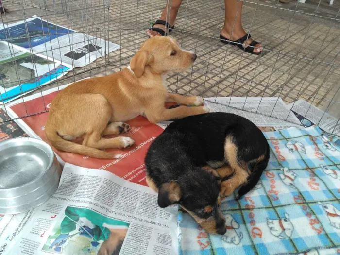 Cachorro ra a SRD idade 2 a 6 meses nome Filhotes