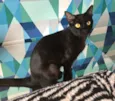 Ebony