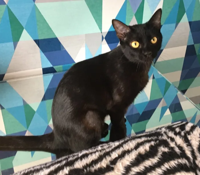 Gato ra a SRD idade 2 a 6 meses nome Ebony