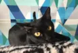 Ebony