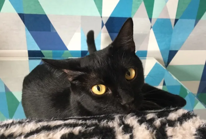 Gato ra a SRD idade 2 a 6 meses nome Ebony