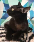 Ebony