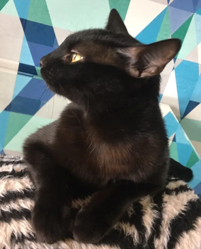 Gato ra a SRD idade 2 a 6 meses nome Ebony