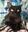 Ebony