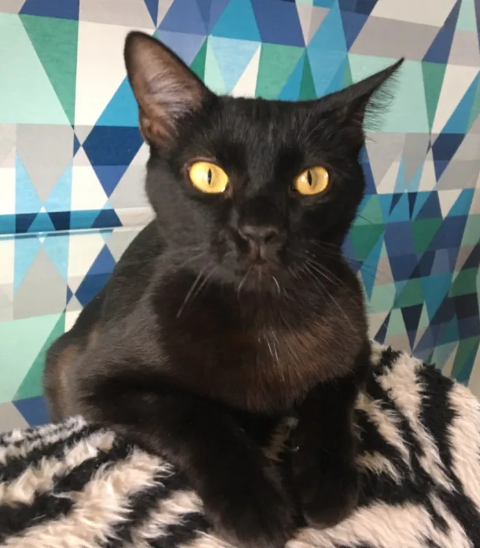 Gato ra a SRD idade 2 a 6 meses nome Ebony