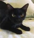 Ebony