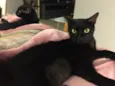 Ebony