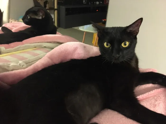 Gato ra a SRD idade 2 a 6 meses nome Ebony