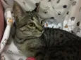 Raja