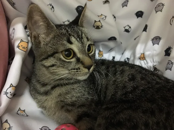 Gato ra a SRD idade 2 a 6 meses nome Raja