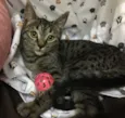 Raja