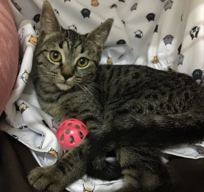 Gato ra a SRD idade 2 a 6 meses nome Raja