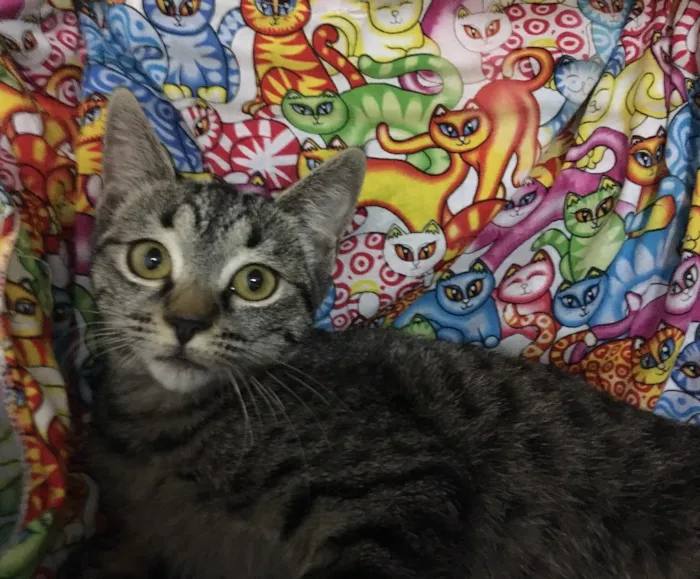 Gato ra a SRD idade 2 a 6 meses nome Raja