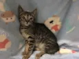 Raja
