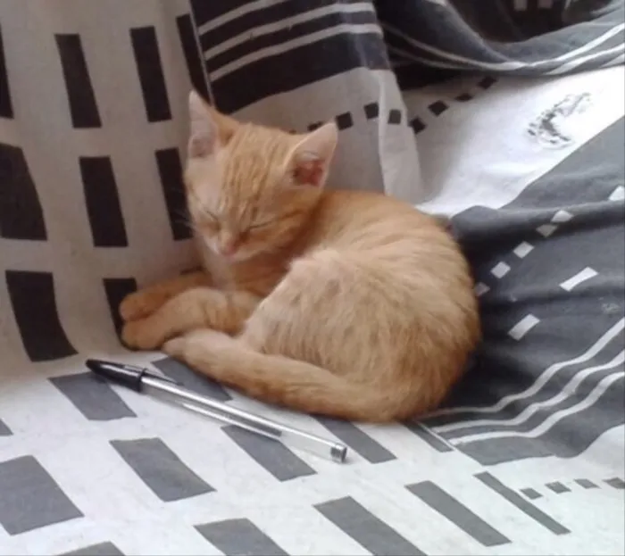 Gato ra a SRD idade 2 a 6 meses nome Pumpkin