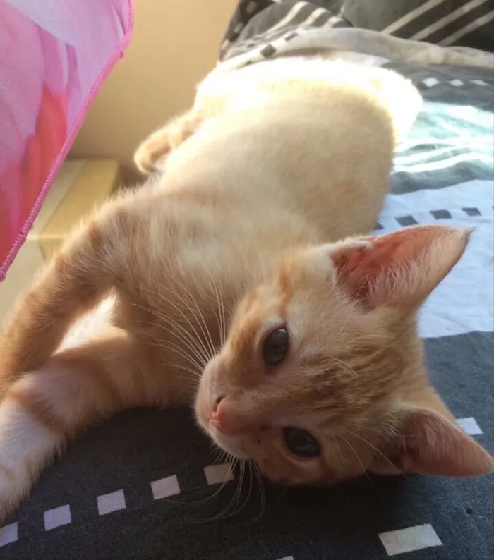 Gato ra a SRD idade 2 a 6 meses nome Pumpkin