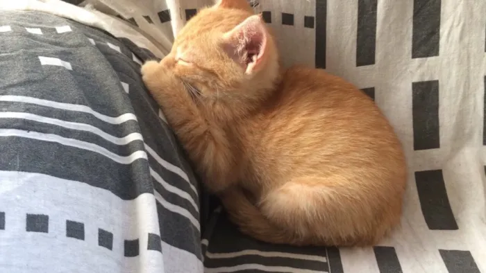 Gato ra a SRD idade 2 a 6 meses nome Pumpkin