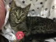 Raja