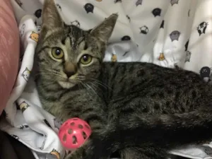 Gato raça SRD idade 2 a 6 meses nome Raja