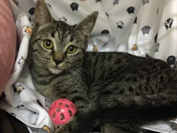 Gato ra a SRD idade 2 a 6 meses nome Raja