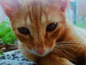 Gato raça Não sei. idade 1 ano nome Jack