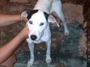 Cachorro raça vira lata idade 7 a 11 meses nome Thor