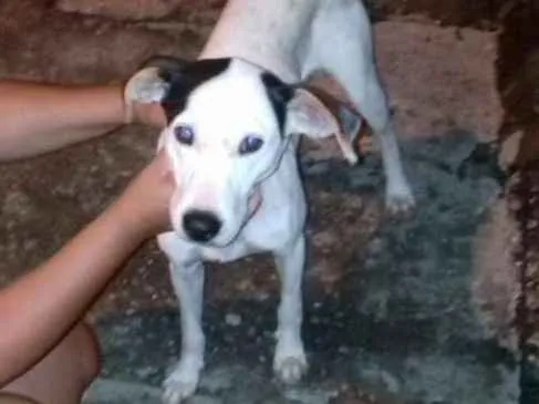 Cachorro ra a vira lata idade 7 a 11 meses nome Thor