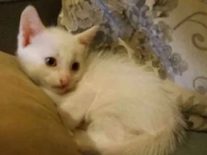 Gato raça Comum idade 2 a 6 meses nome Sans e Papyrus