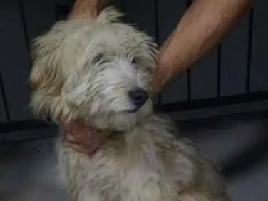 Cachorro ra a Lhasa Apso idade 7 a 11 meses nome Nick