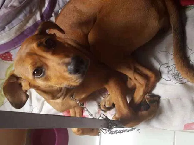 Cachorro ra a Mestiço (labrador) idade 7 a 11 meses nome Nala