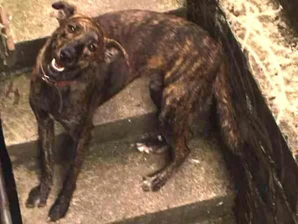 Cachorro ra a Srd idade 2 anos nome Otto