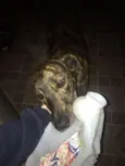 Otto