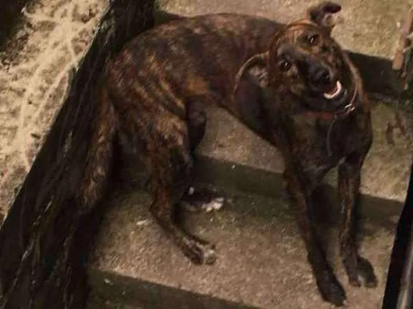 Cachorro ra a Srd idade 2 anos nome Otto