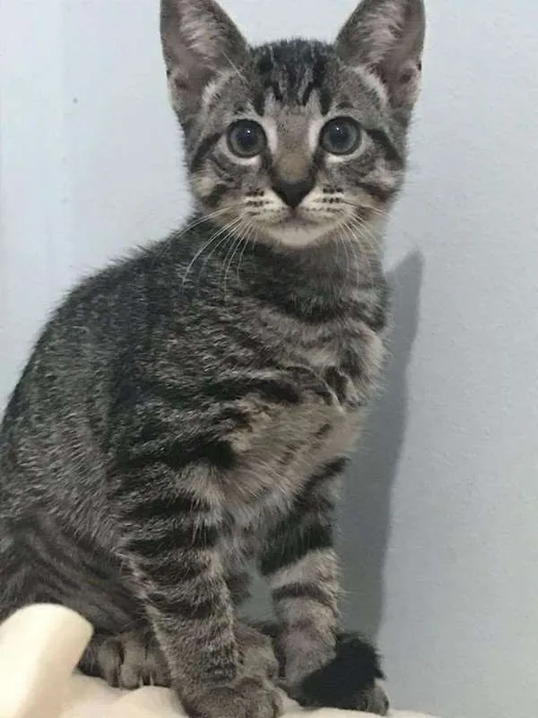 Gato ra a srd idade 2 a 6 meses nome sem nome