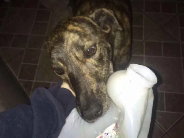 Cachorro ra a Srd idade 2 anos nome Otto