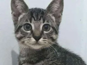 Gato raça srd idade 2 a 6 meses nome sem nome
