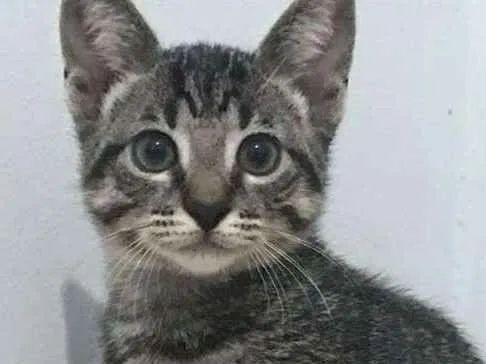 Gato ra a srd idade 2 a 6 meses nome sem nome