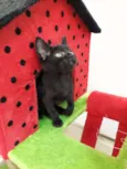 Simba