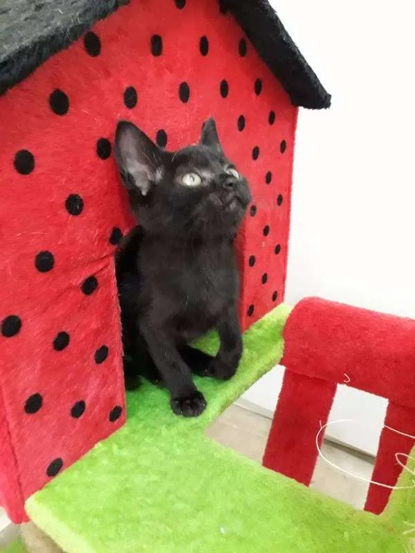Gato ra a Viralata idade Abaixo de 2 meses nome Simba