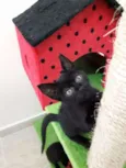 Bart