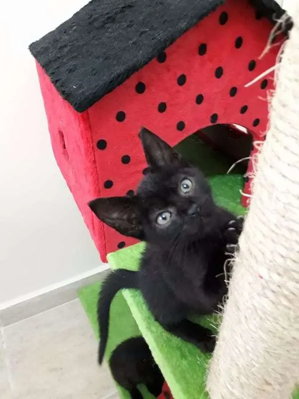 Gato ra a Viralata idade Abaixo de 2 meses nome Bart